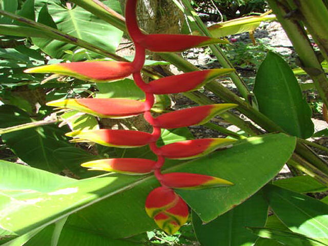 Tropical Flower