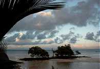 Mangroves