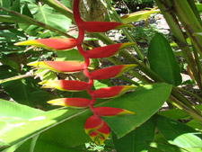 Tropical flower at 'Casa de la Playa'